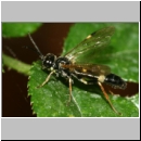 Allantus cf cinctus - Blattwespe 01a 9mm.jpg